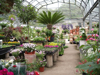 Plant Nurseries In Dehradun 8800965151